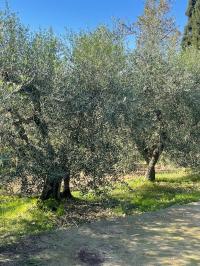 Annesso agricolo in vendita a Capannoli (PI)