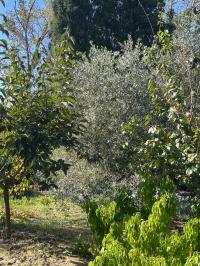 Annesso agricolo in vendita a Capannoli (PI)