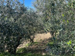 Annesso agricolo in vendita a Capannoli (PI)