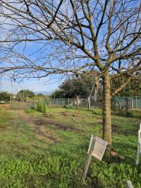 Terreno agricolo in vendita a Migliarina, Viareggio (LU)