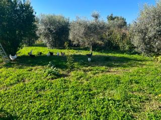 Terreno agricolo in vendita a Putignano Pisano, Pisa (PI)