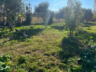 Terreno agricolo in vendita a Putignano Pisano, Pisa (PI)