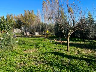 Terreno agricolo in vendita a Putignano Pisano, Pisa (PI)