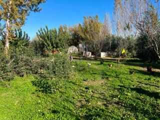 Terreno agricolo in vendita a Putignano Pisano, Pisa (PI)