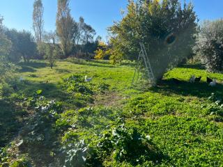 Terreno agricolo in vendita a Putignano Pisano, Pisa (PI)