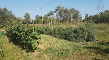 Colonica in vendita a Altopascio (LU)