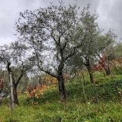 Terreno edificabile in vendita a Trebiano, Arcola (SP)