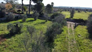 Terreno agricolo in vendita a Alessano (LE)
