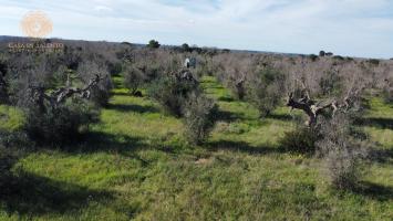 Terreno agricolo in vendita a Alessano (LE)