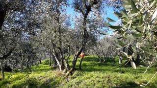 Colonica in vendita a Capannori (LU)