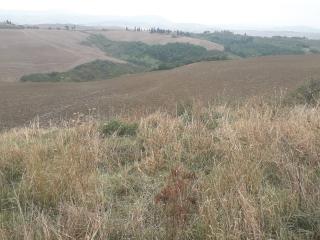 Terreno agricolo in vendita a Asciano (SI)