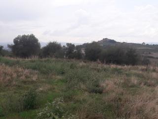 Terreno agricolo in vendita a Asciano (SI)