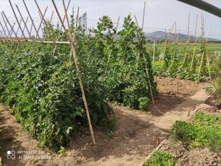 Casa indipendente in vendita a Venturina, Campiglia Marittima (LI)